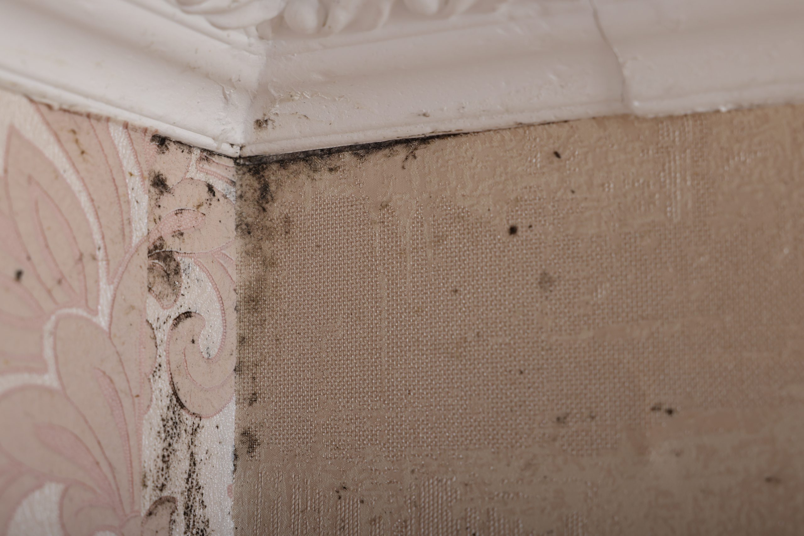 wall affected with black mould